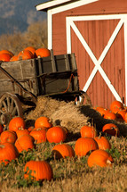 barn and pumpkin in a wagon 