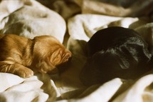newborn puppies 