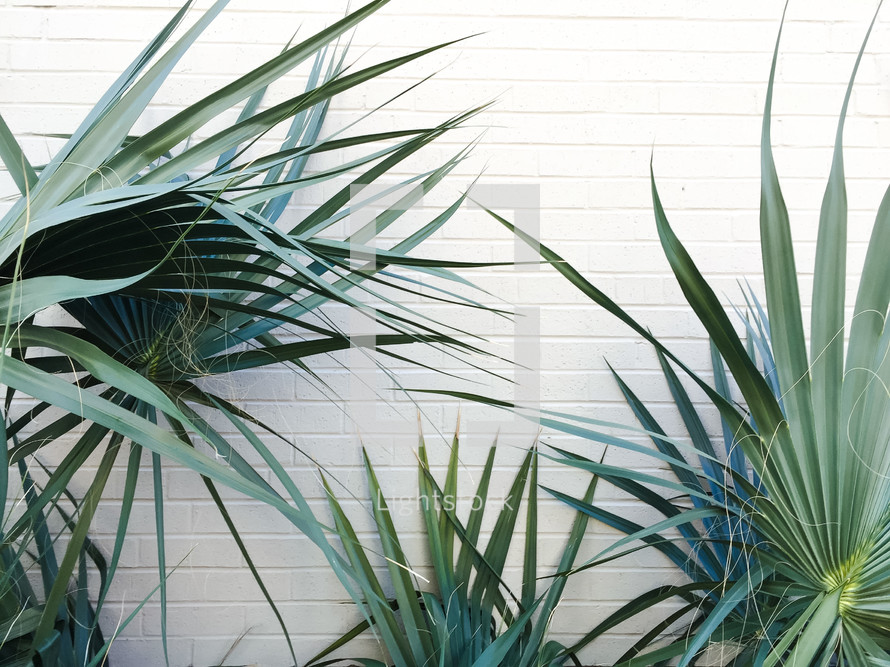 tropical plants in front of a white wall 