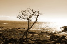 bare tree on a rocky shore