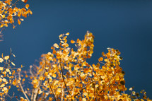 golden fall leaves on a tree against a blue sky 