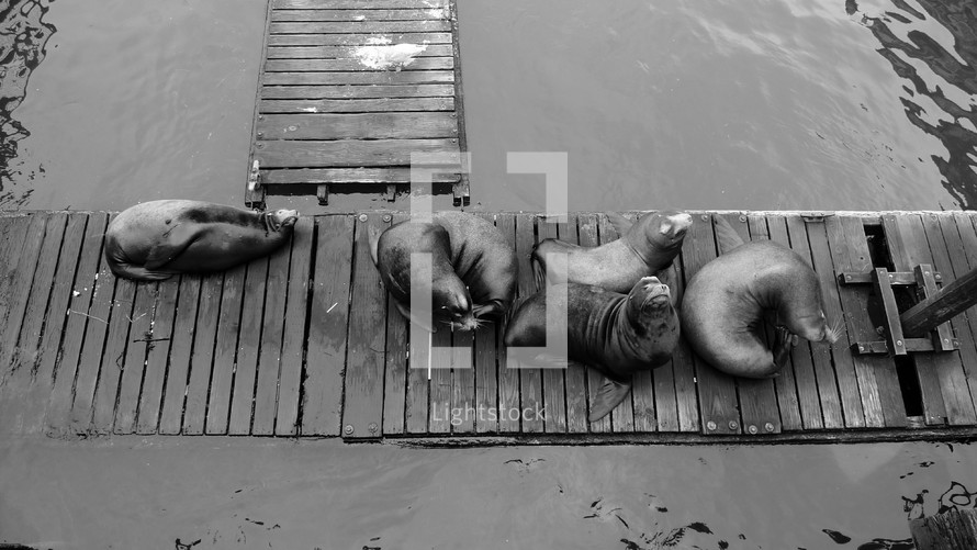 sea lions sleeping on a wood dock