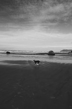 dog running on wet sand at a beach