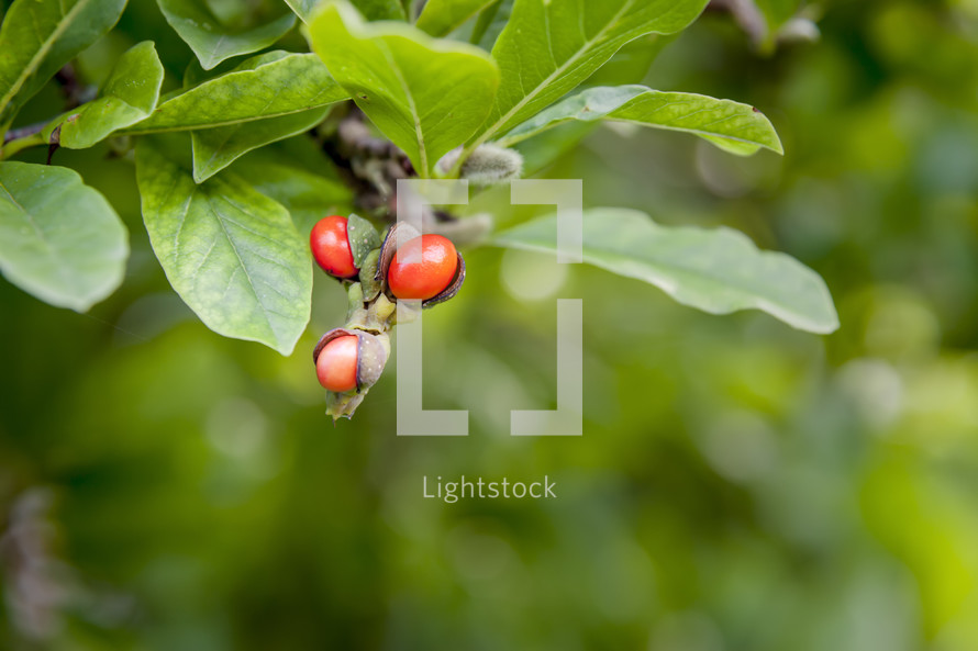 berries on a magnolia branch 