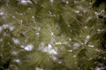snow on pine branches 