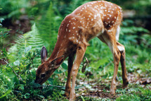 baby deer fawn in a forest 