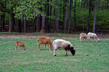grazing sheep in a field 