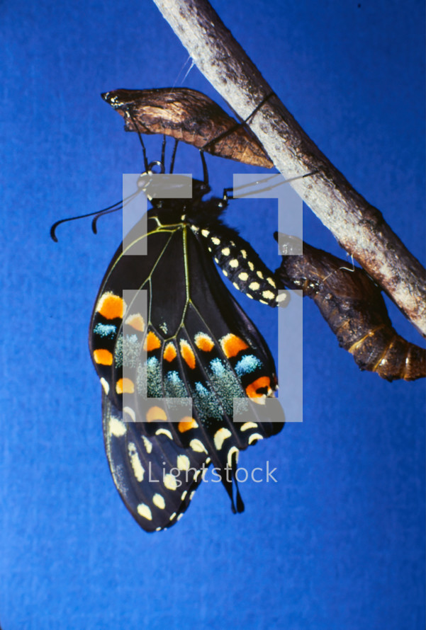 butterfly emerging from a chrysalis 