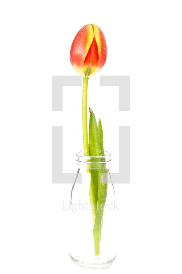 tulip in a glass vase 