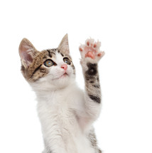 kitten cat while greeting with his paw on white background