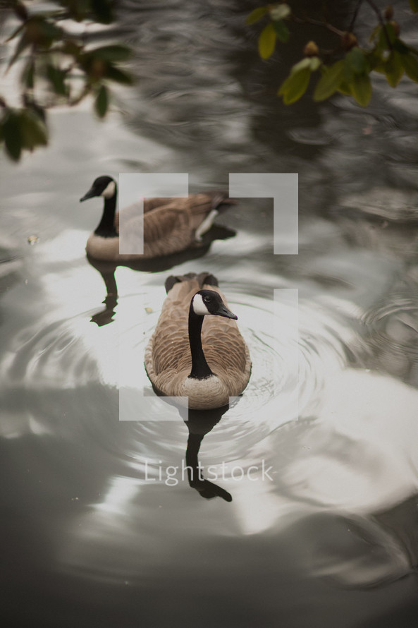 Canada Geese in a pond