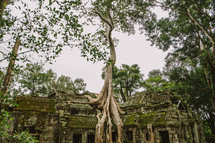 tree roots and ruins in Cambodia 