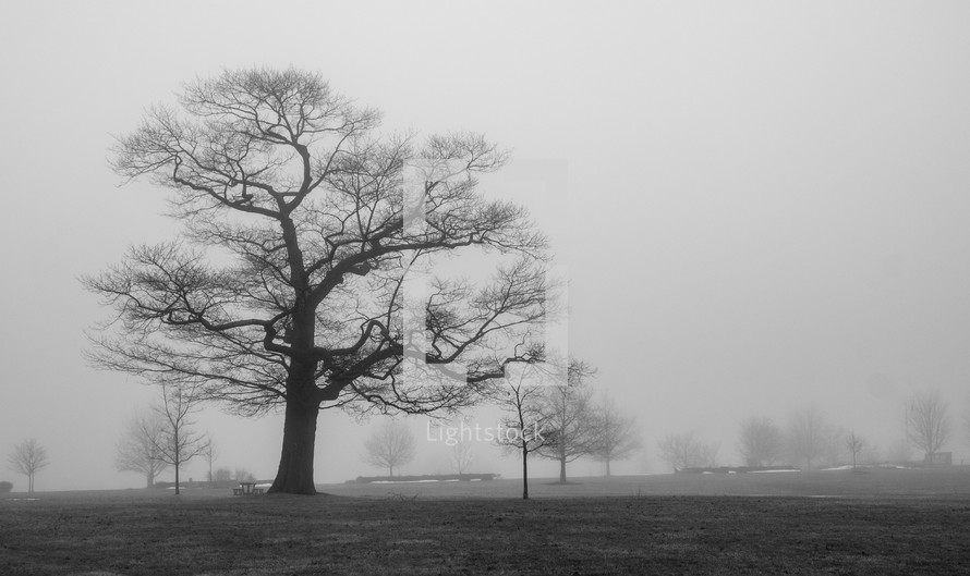 bare trees in the fog 