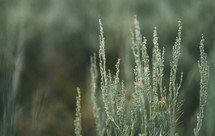 tall grasses and weeds 