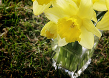 daffodils in a vase 