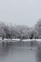 Winter pond.