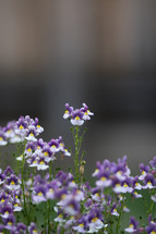 purple wildflowers 