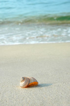 seashell on the sand 