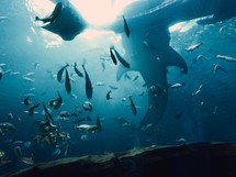 sharks and fish in an aquarium 