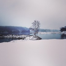 Snow-covered solitary tree on peninsula in lake.