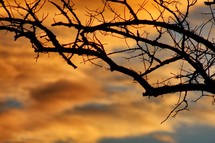 Sunset behind tree branches