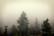 fog in forest 