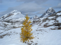 lone autumn tree on snow covered mountain