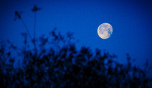 moon in night sky above tree line