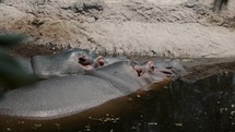 Sleeping Hippos Submerged In The Water. Hippopotamus Amphibius. close up	
