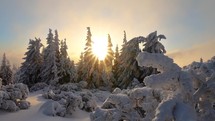 Frozen snowy forest in winter sunrise landscape
