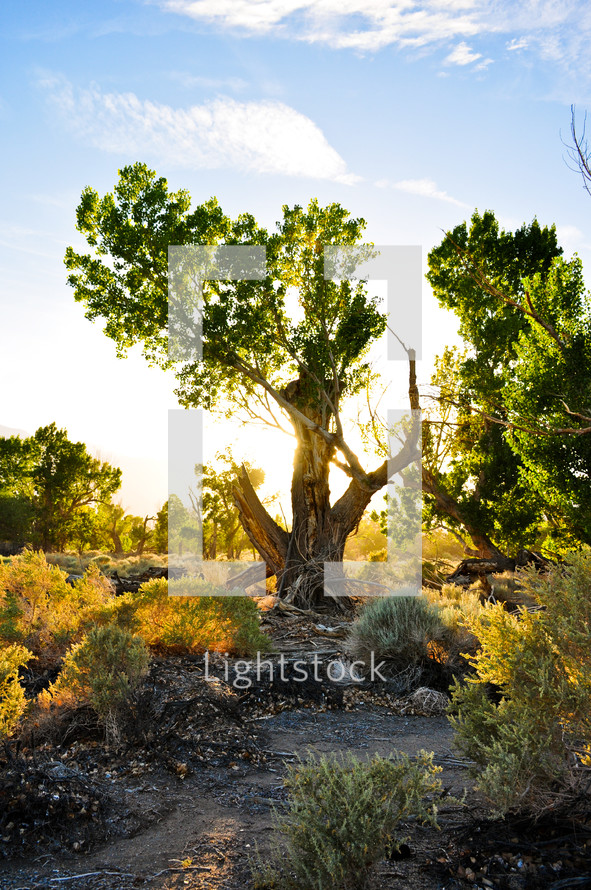 a tree glowing in sunlight 