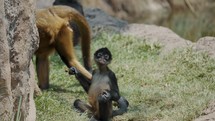 Spider Monkey eating twig while sitting on the grass. - close up	