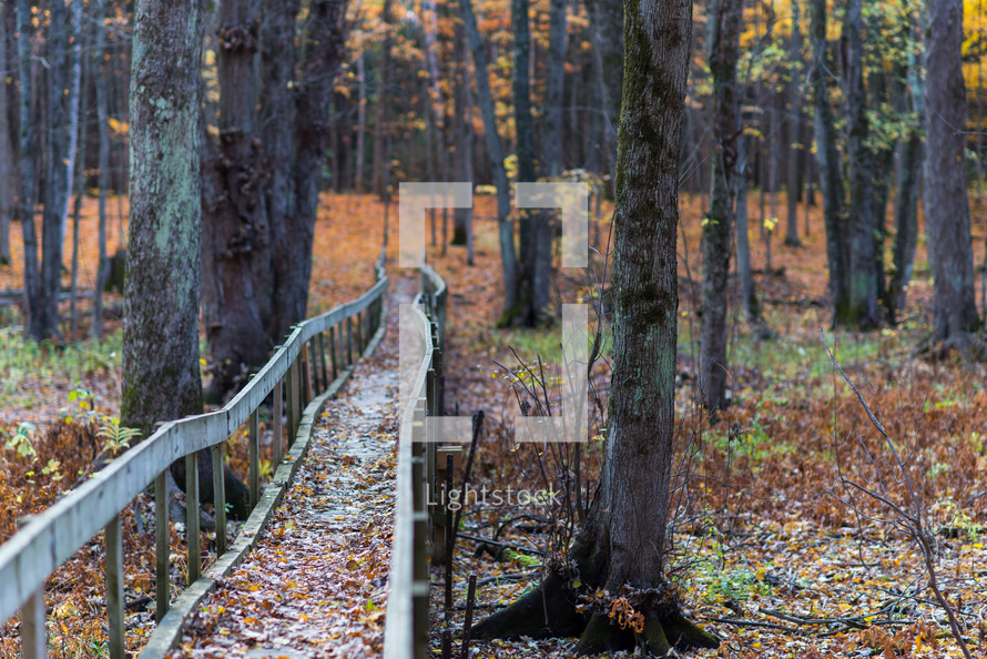 fall leaves on a footbridge in a forest 