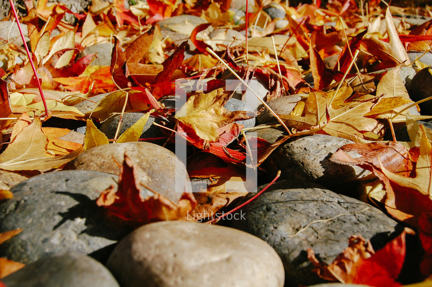 fall leaves on rocks