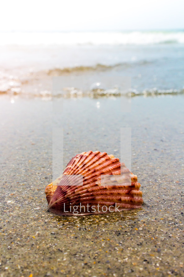 sea shell in the sand 