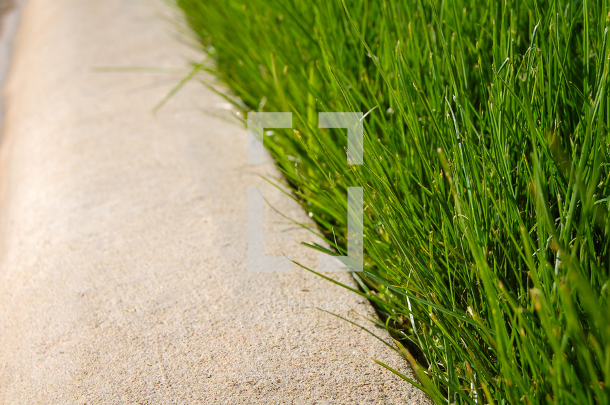 grass along the edge of a sidewalk