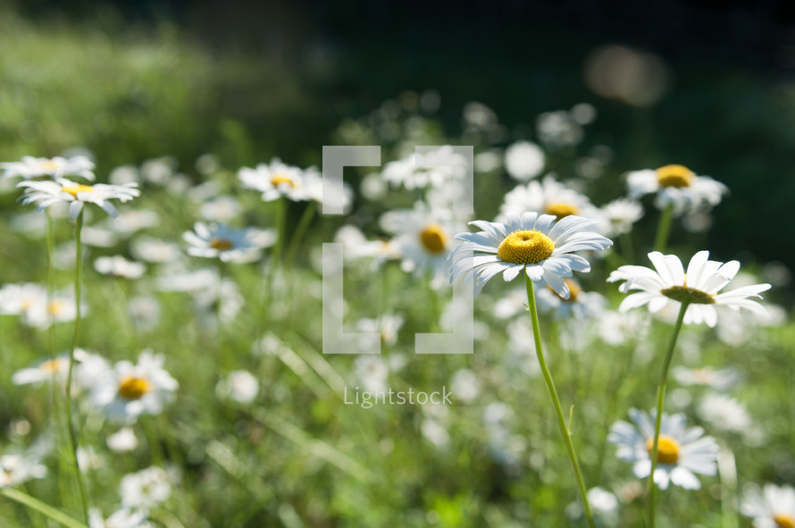 Field of daisies.
