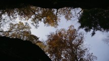  looking up at fall trees