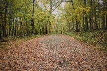 fall leaves on a path through the wood 