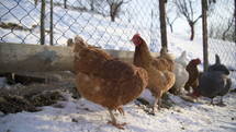 Chicken feeding grain in small organic farm with free range in sunny winter day
