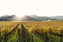 A vineyard with mountains beyond at sunset napa valley California fall colors