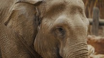 Closeup Of The Face Of An Asian Elephant, Eating Green Grass	