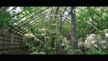 Nature's Reclaim: Abandoned Greenhouse Overrun by Nature