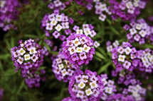 Flowers with white and purple petals