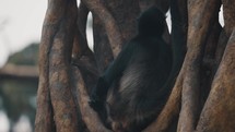 Close Up Of Central American Spider Monkey Sitting In Intertwined Tree Branches In The Forest.	