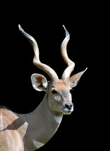 Antelope with twisted horns against a black background.