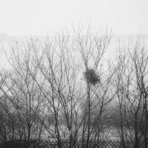fog and branches 
