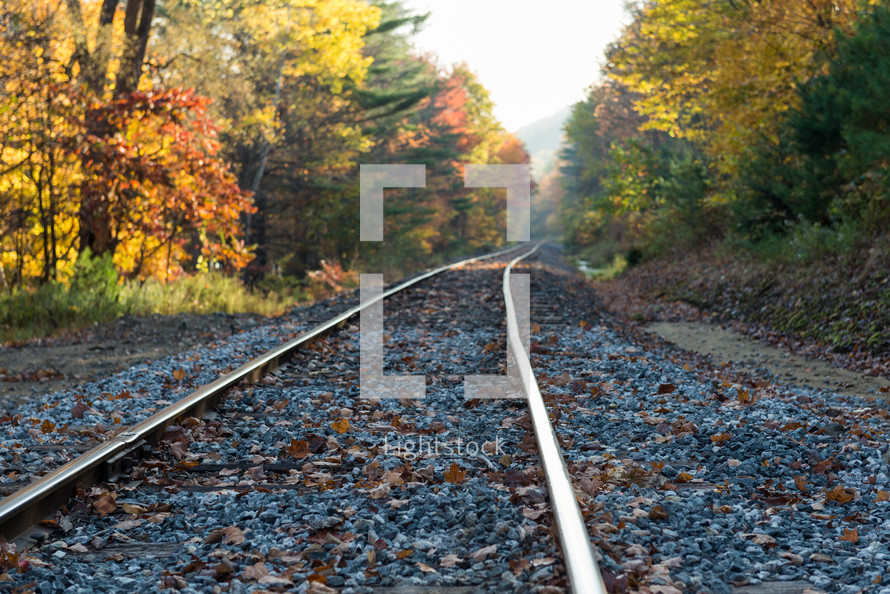 railroad tracks and fall trees 