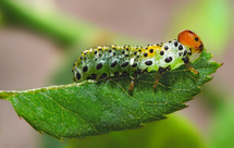 Macro of a caterpillar eats a leaf.