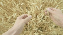 personal perspective of a farmer checking his crops in a  in a wheat field 